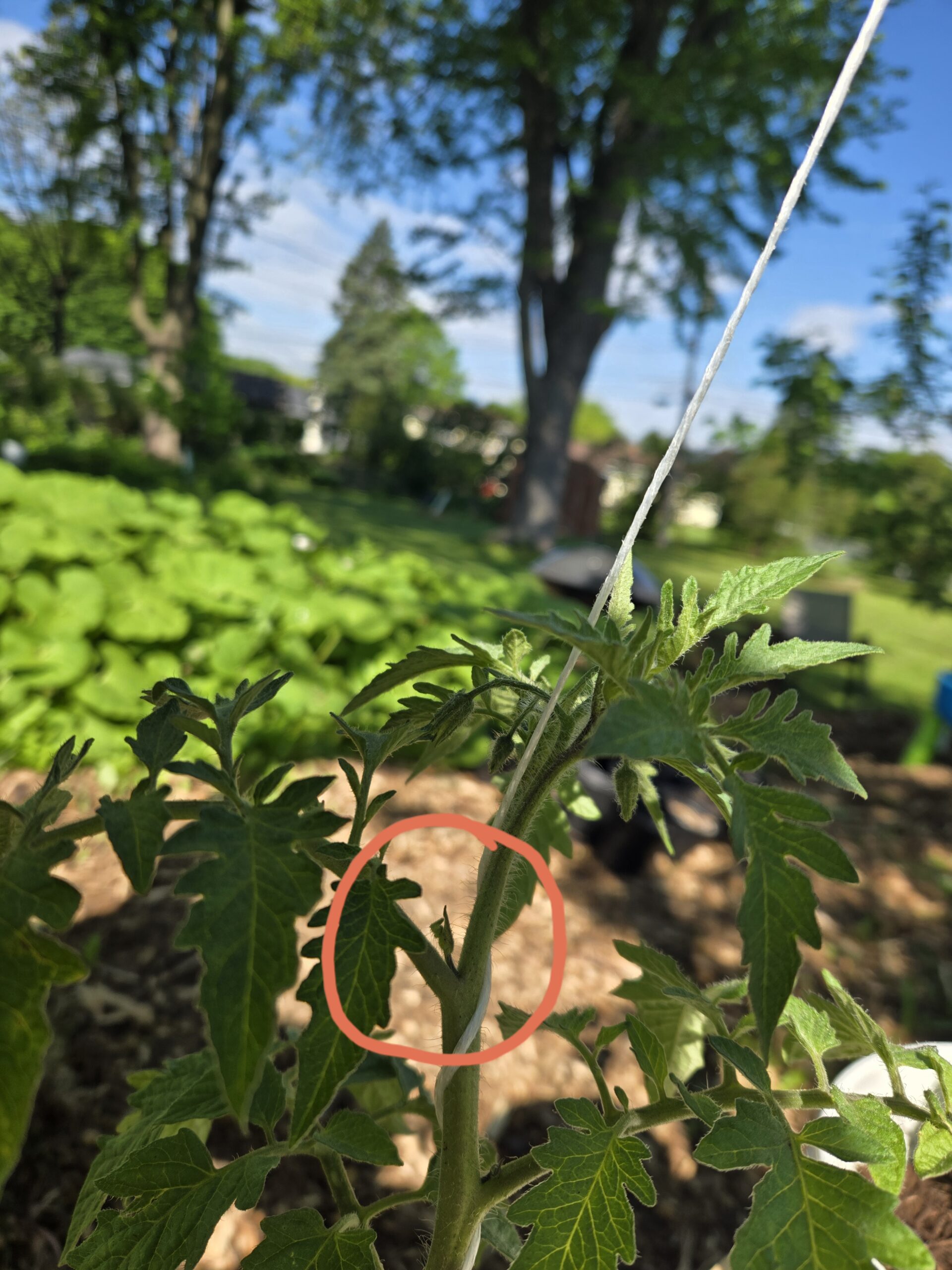 Tomato plant stem showing a small sucker emerging at the junction of the main stem and a side branch, highlighted with a red circle to indicate the correct point for propagation cutting.