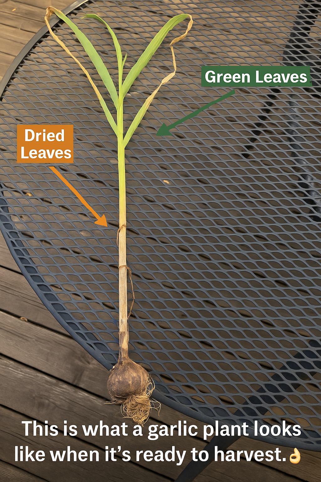 Hardneck garlic plant ready to harvest showing dried lower leaves and green upper leaves on a metal table outdoors.