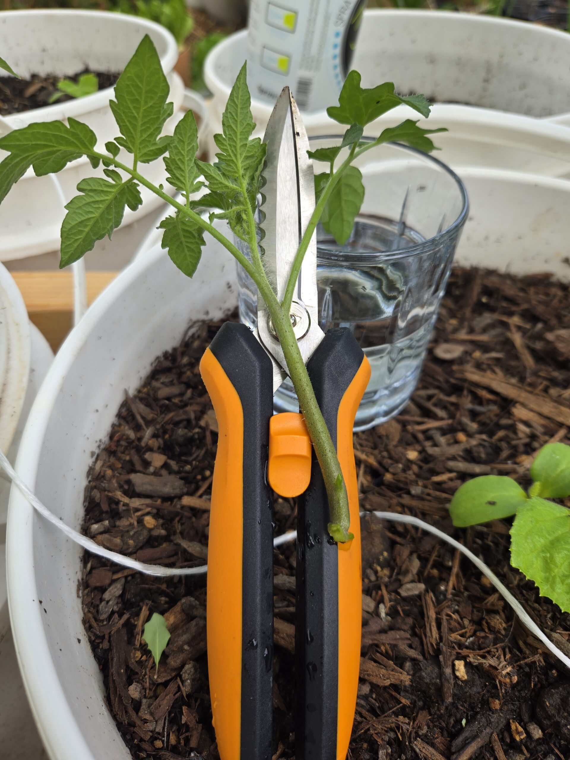 Freshly pruned tomato sucker placed in glass of water