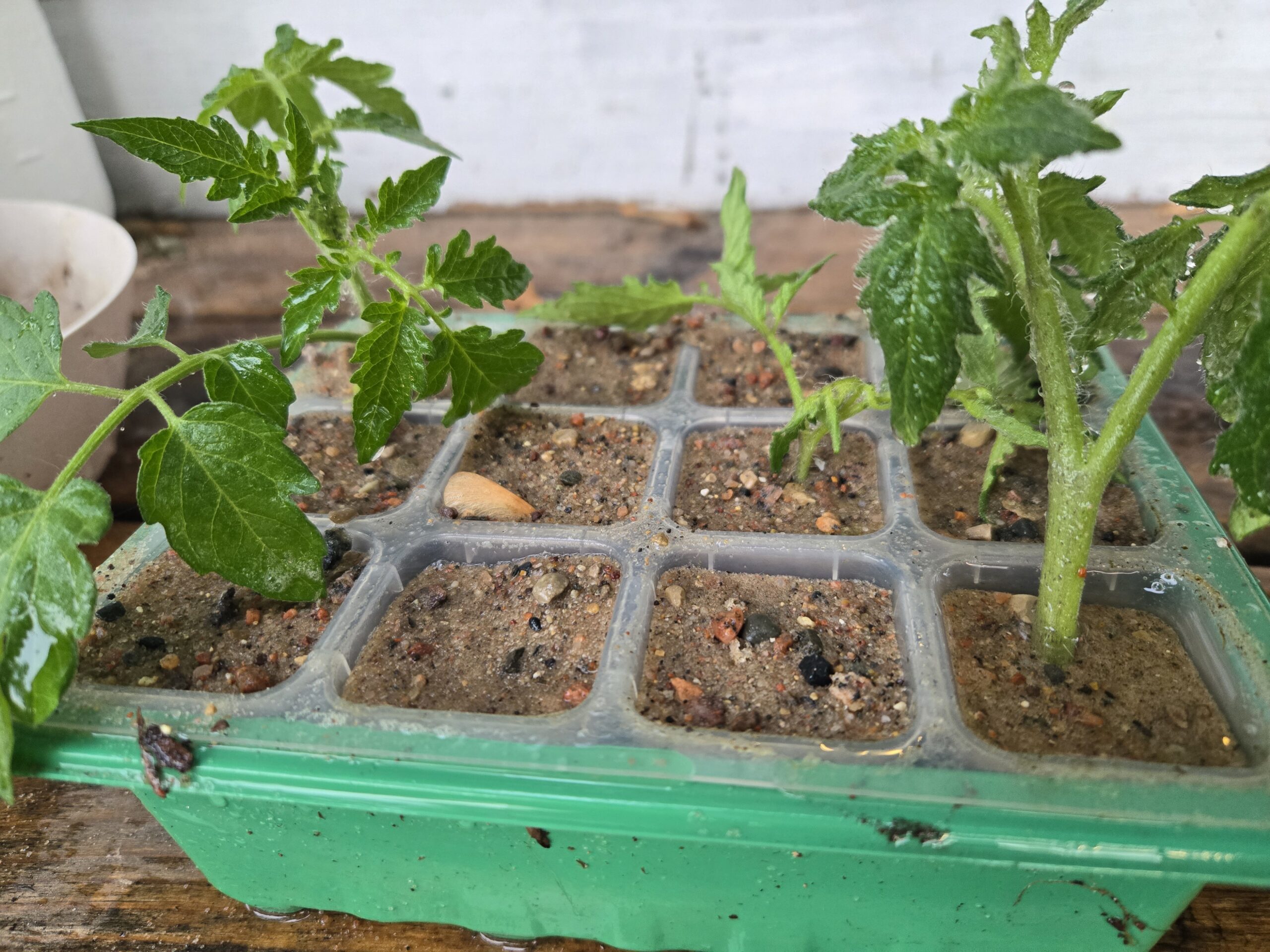 Tomato cuttings rooting in sand propagation tray