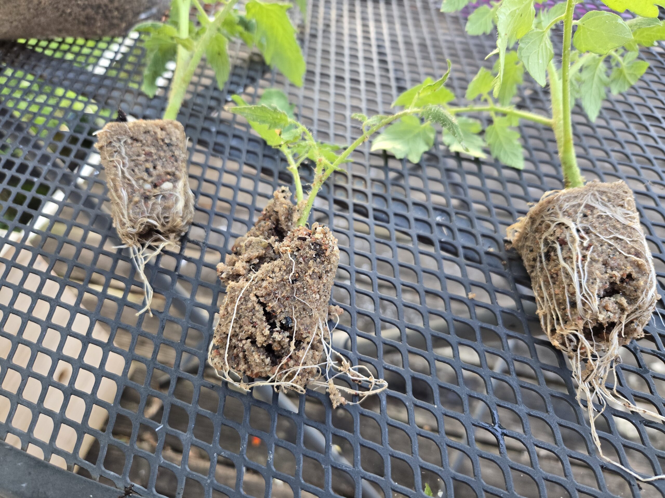 Close-up of tomato cutting with healthy white roots after propagation in sand