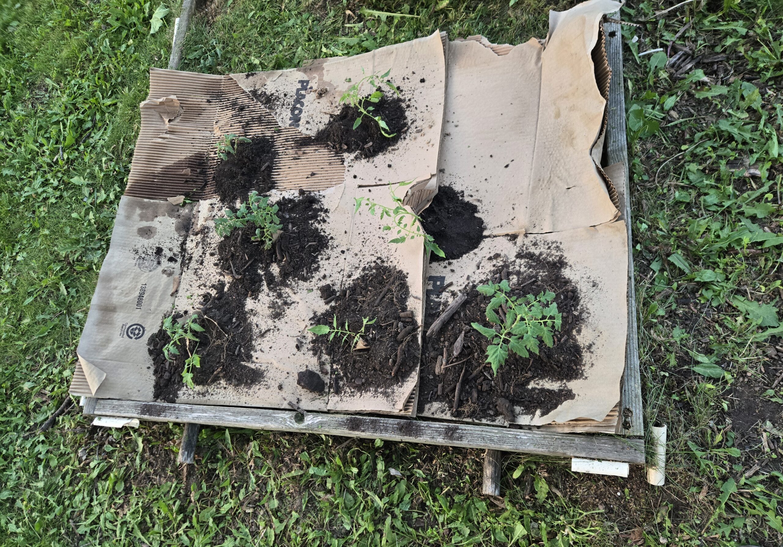 New tomato plants being planted into a cardboard-mulched garden bed