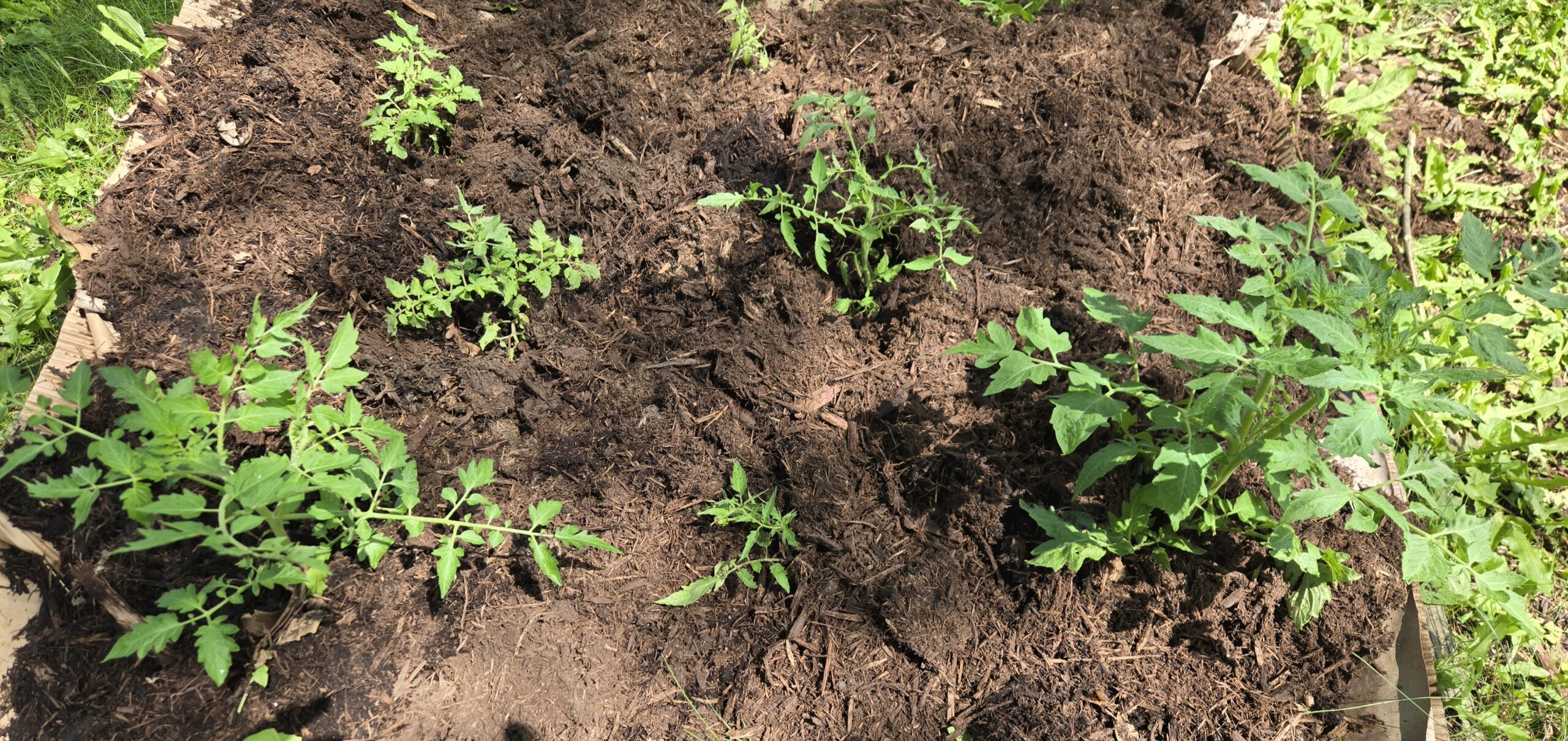 Fresh bark mulch layered over cardboard in a no-dig tomato bed before planting