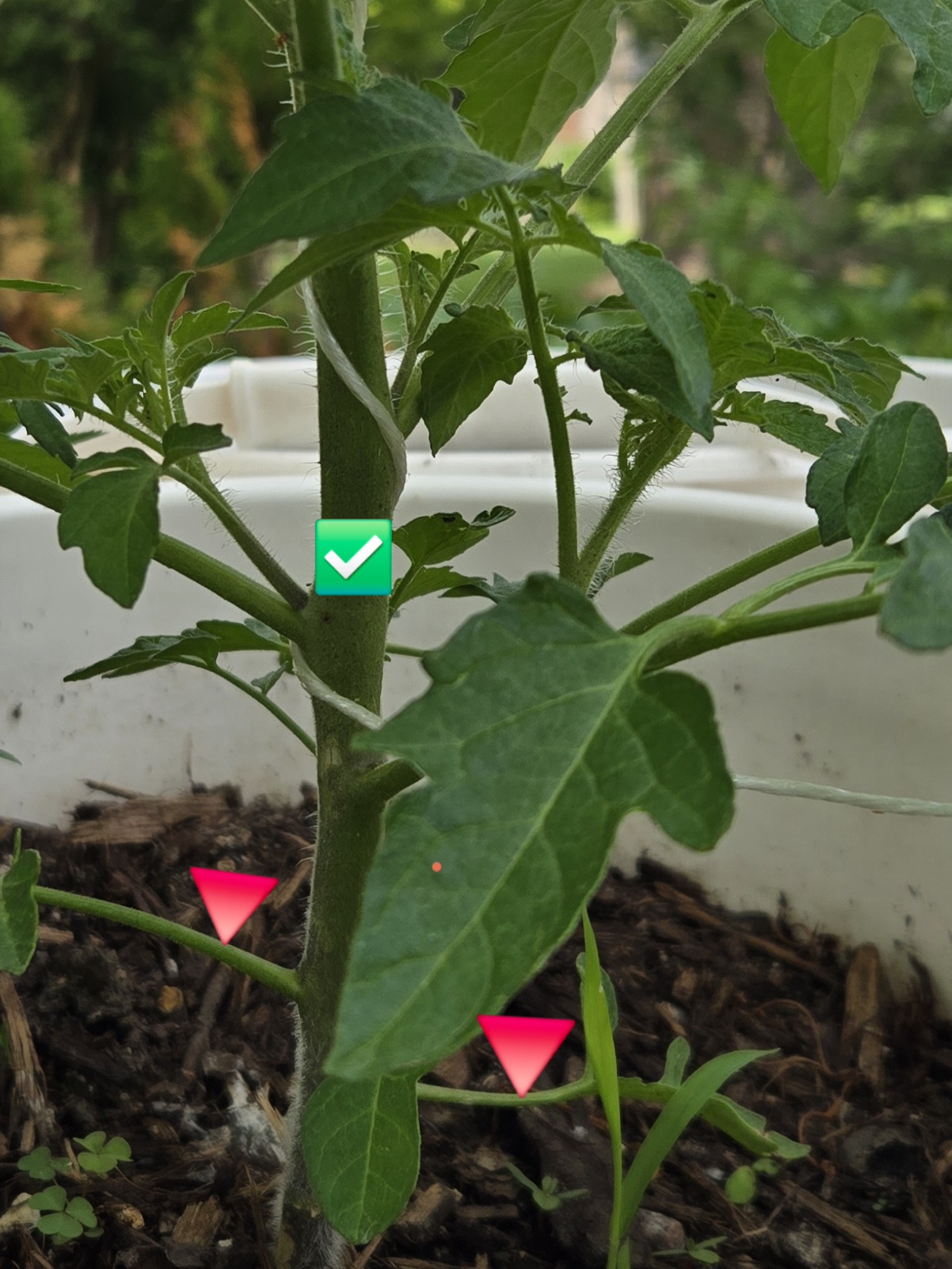 Main stem of a tomato plant highlighted with a green check mark for pruning reference