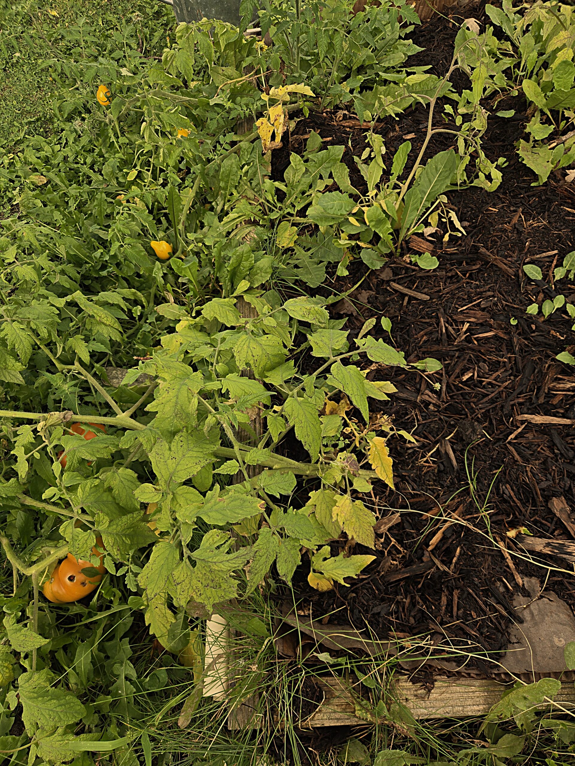Tomato plants grown from suckers with ripe fruit after months of neglect