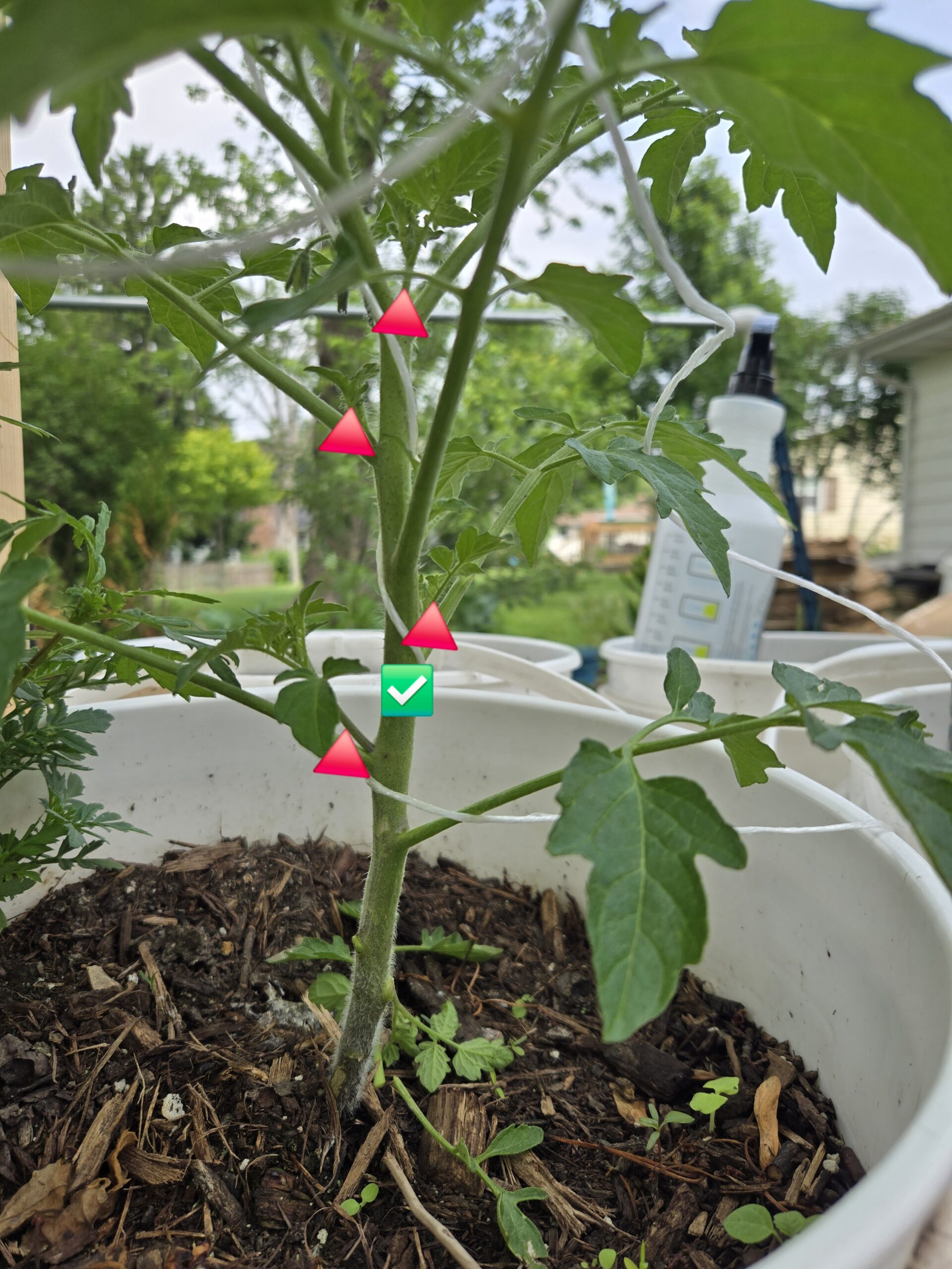 Tomato plant with a red arrow marking the sucker growing between the main stem and a branch