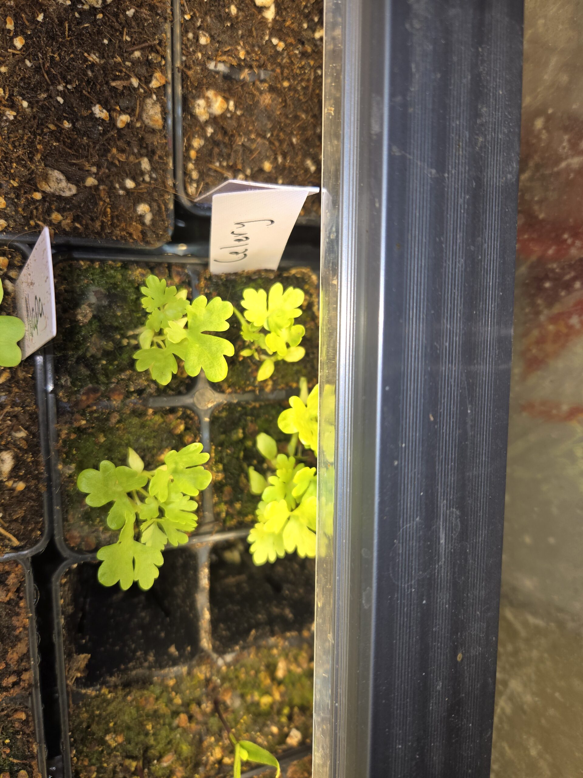 young celery seedlings growing indoors in seed starting mix