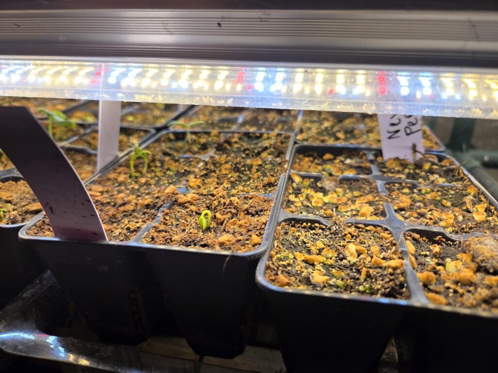 Pepper plant growing from seed as the seedling hook emerges from soil