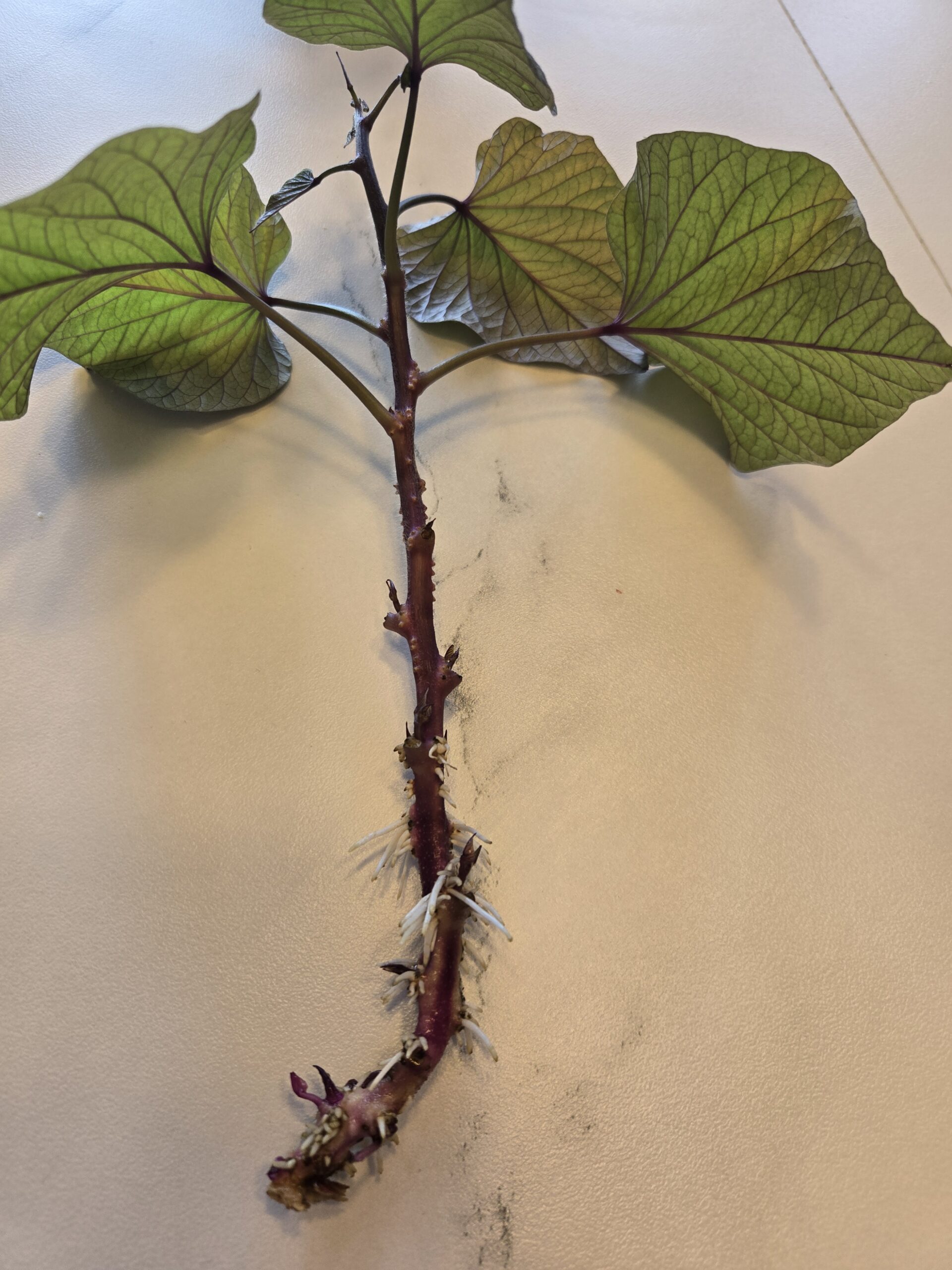 sweet potato slip with roots growing in water