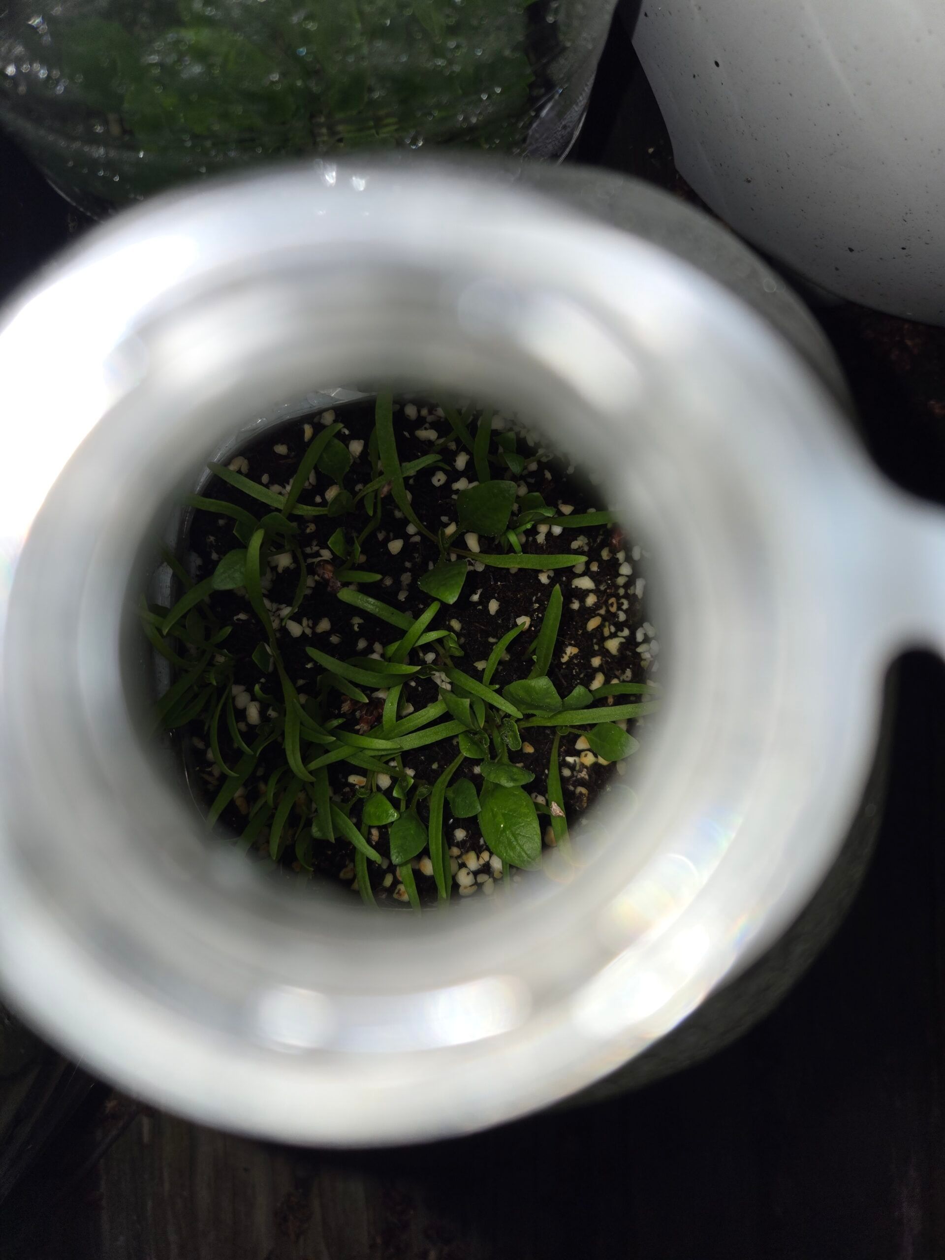 Milk jug method for growing spinach from seed in early spring