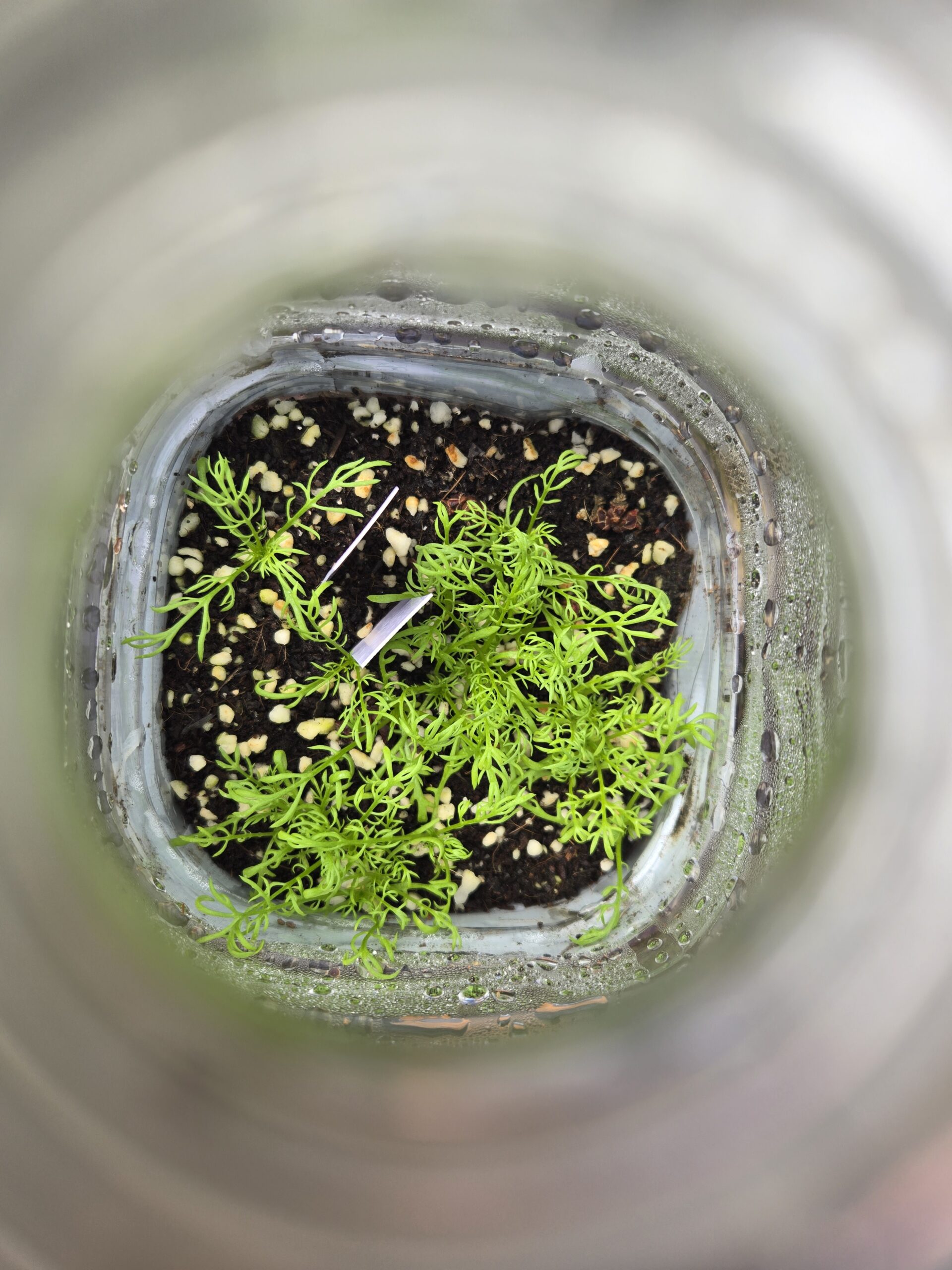 Chamomile seeds started in a gallon water jug using the milk jug seed starting method