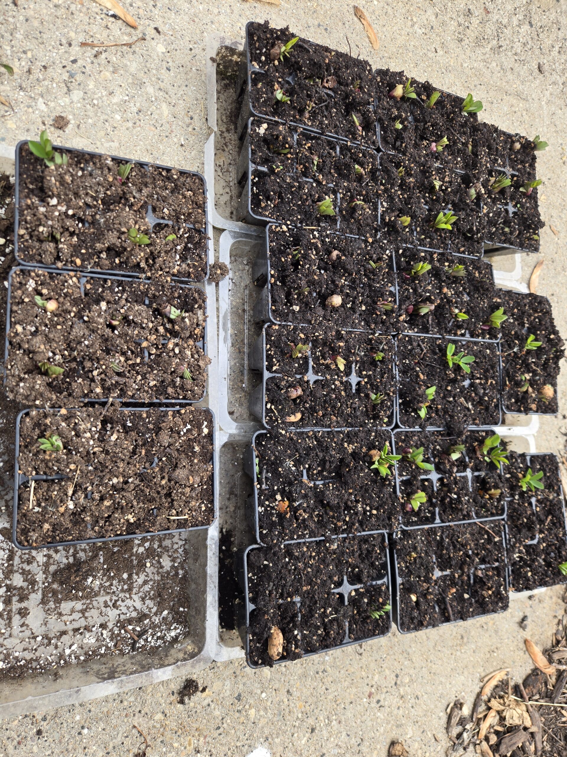 Peanut seedlings emerging in container trays during a Wisconsin Zone 5 gardening experiment