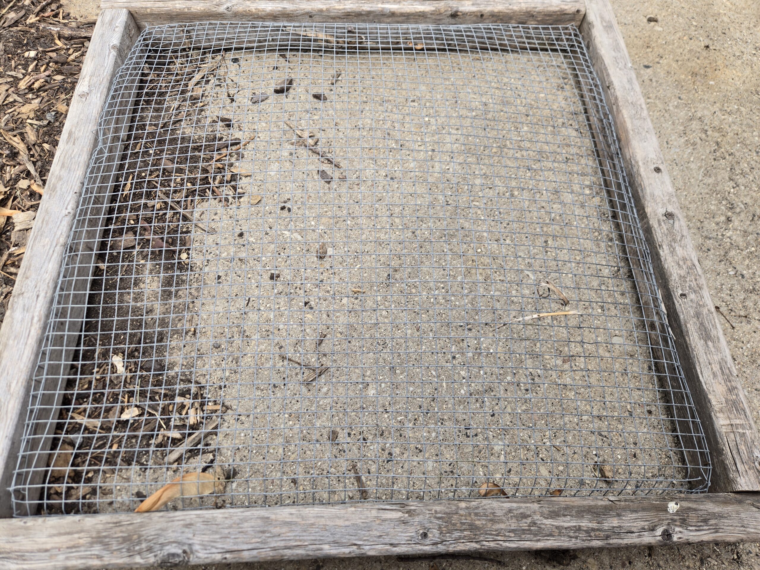 Hardware cloth screen covering a raised garden bed to protect peanut seedlings from squirrels