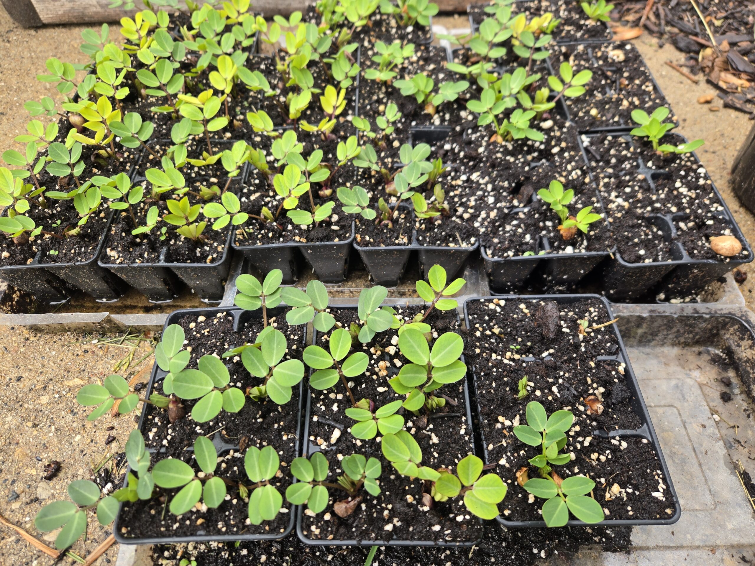 Peanut seedlings growing in containers during a Wisconsin Zone 5 gardening experiment