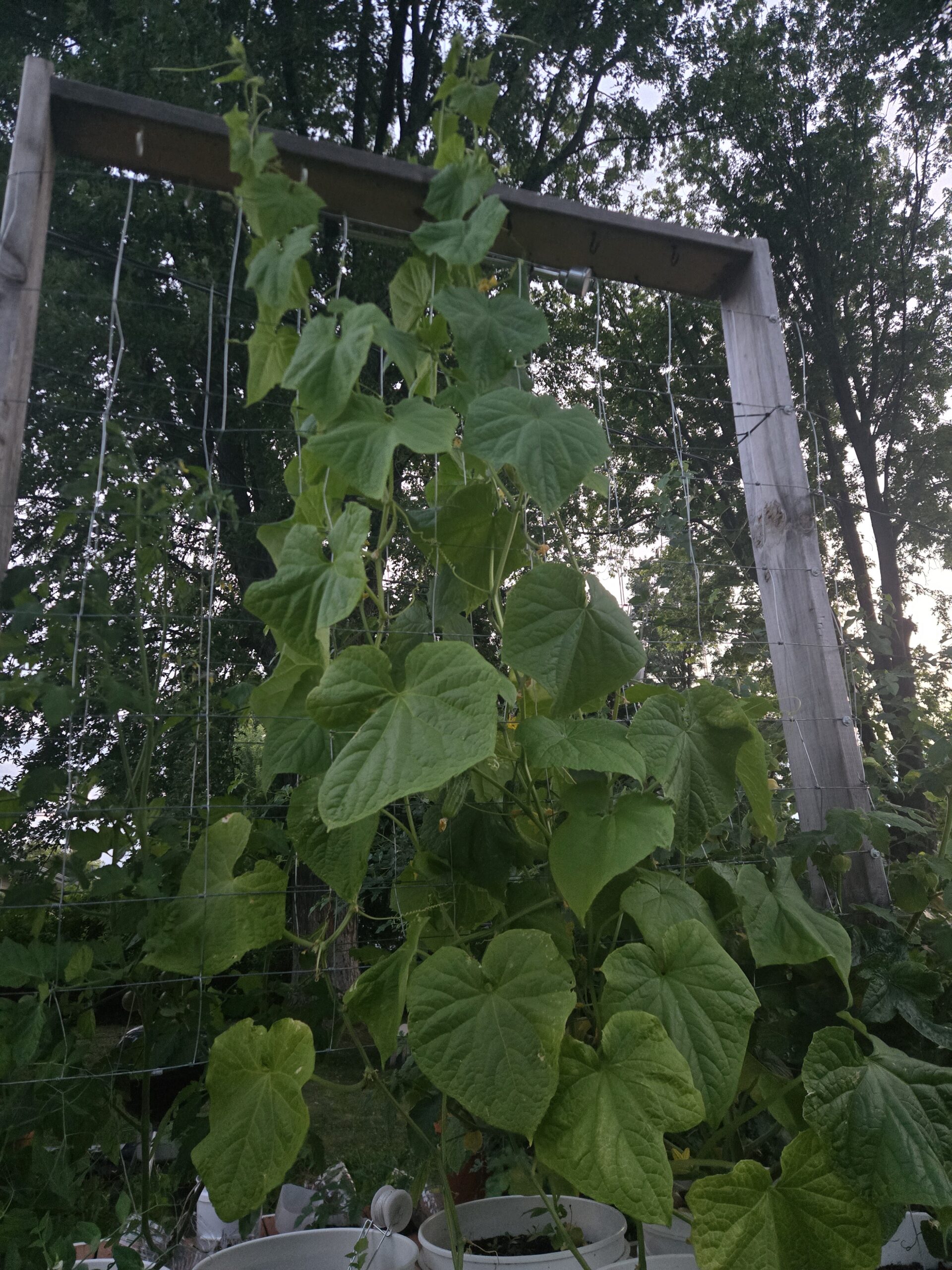 Healthy vegetable plants grown using the Sprouting Homestead living soil method